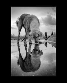 Dog Reflection